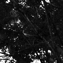 Pássaro canta no alto da árvore, no centro de Iaçu. Foto: Natália Silva