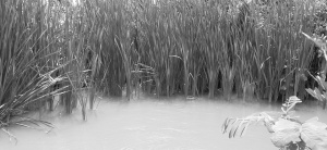 Vegetação encobre o rio Vaza-Barris no perímetro irrigado. Foto: Paulo Oliveira