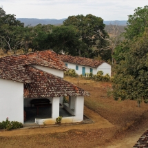 Jequitibá Jequitibá