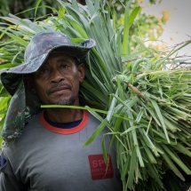 Seu Bartolomeu, 54 anos, leva alimento para os poucos bois e vacas que possui porque os animais não podem mais pastar livremente. Foto: @Thomas Bauer/CPT Bahia
