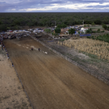 O ideal é tentar dirigir a rês até a cerca para facilitar a retirada da fita do pescoço dela. Foto: Thomas Bauer O ideal é tentar dirigir a rês até a cerca para facilitar a retirada da fita do pescoço dela. Foto: Thomas Bauer